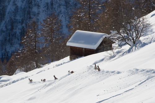 Cervi nella neve